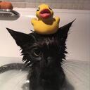rubber duckies <3 Discord Server Icon