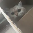 泡泡の屋