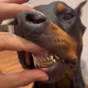 /Ivan