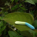 Raise Your Gyat Studios Discord server icon