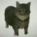 Squish Tag!