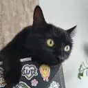 досямбус