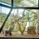 The Jungle Gym