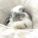 ౨ৎ ˖🐰 ࣪⊹
