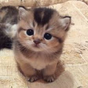 the kittys