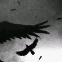 Crow's Nest