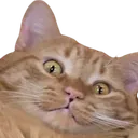 Chet42 community discord