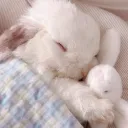 𓃹~𝒸𝓊𝓉ℯ 𝒷𝓊𝓃𝓃𝓎 𝒾𝓈𝓁𝒶𝓃𝒹~𓃹