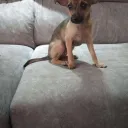 Vendemos Tangas