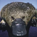 SAIZOrnithorynque
