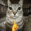 ДИСТИЛЯНДИЯ