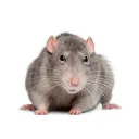 Mischievous rat den
