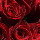 Lili's Roses!!🌹✨