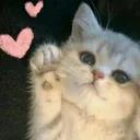 kitten club