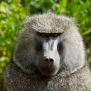 MonkeyLand