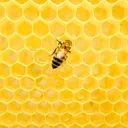 BeeHive