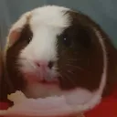 Guinea's Basement