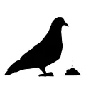 Pigeon Feed Records