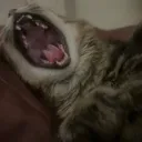 no humans 🐈