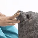 the sealverse