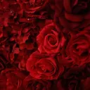 Velvet 🎀 |   social ⋆ ᧔ෆ᧓ tag ⋆ gwys