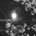 ୨⎯ Yonaka ⎯୧ discord icon