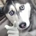 狼窩