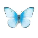 The (OFFICIAL) Butterflyism Server on discord