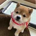 no longer 9 figs we 10 figs Discord server icon