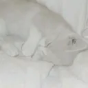 Yurumi
