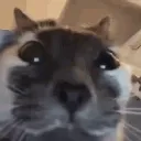 Mochi y sus amigos