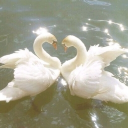 아우루[𝔸𝕌ℝ𝕌]໒꒱‧₊˚ Discord server icon