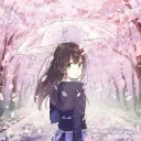 Sakura 🌸