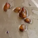 The Snail Association