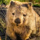 The Wombat Crew