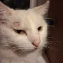 FlashMeBack: CRYTHO'S CAT