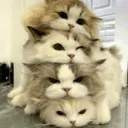 4 Cats | NA