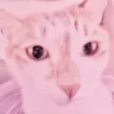 ⬚﹒/doongie ﹗dj2l