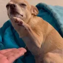 ⋆.˚ ᡣ𝓓𝓪 𝓜𝓸𝓾𝓼𝓮𝓼