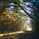 The Fang Forest