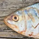 Bloody Fish