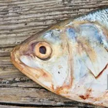 Bloody Fish — мониторинг Discord сервера, статистика и рейтинг