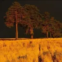 ARCHIVE [ Sunlit ]