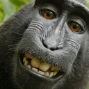 Monkey Circus