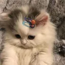 Meow Cafee <3
