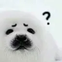 Seal Nation