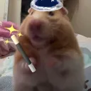 Hampter's meme stash