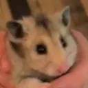Rats!