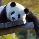 panda malware/tools