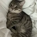 meow